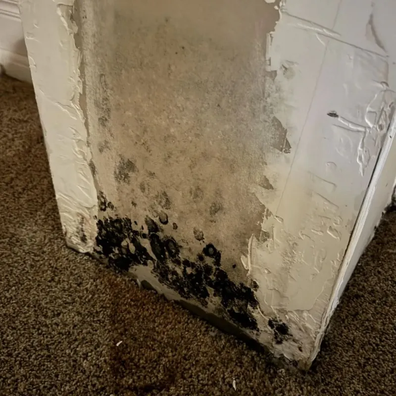 Professional Mold Removal in Williamsville, IL